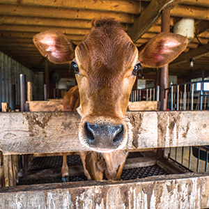 cow research