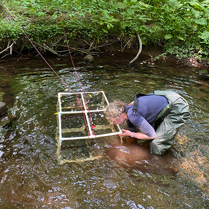 Anne Gilewski ’23 M.S. checks a culturing cage in Honeypot Brook in Cheshire, Conn