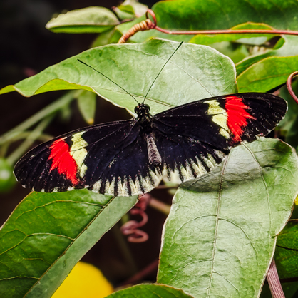 A top down view of a butterfly with black and red wings on leaves