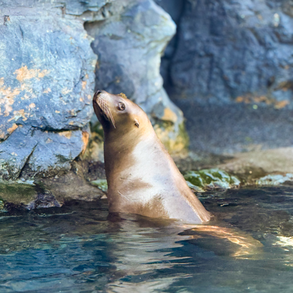 Sealion