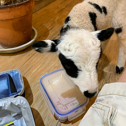 Christopher Lapointe ’22 met a sheep named Panda.