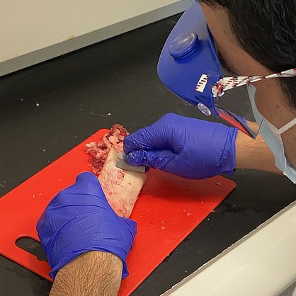 Image of Cody Silverman '22 preparing beef bone as part of his project