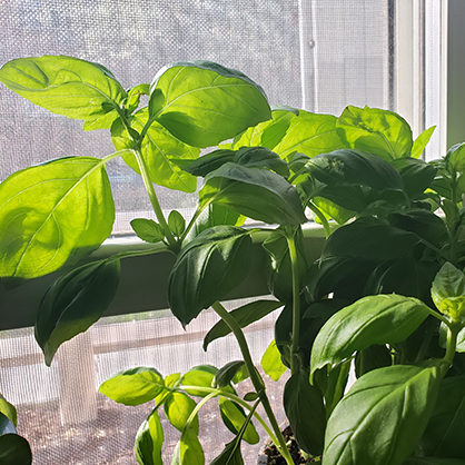 Beatrice Glaviano’s basil plant.