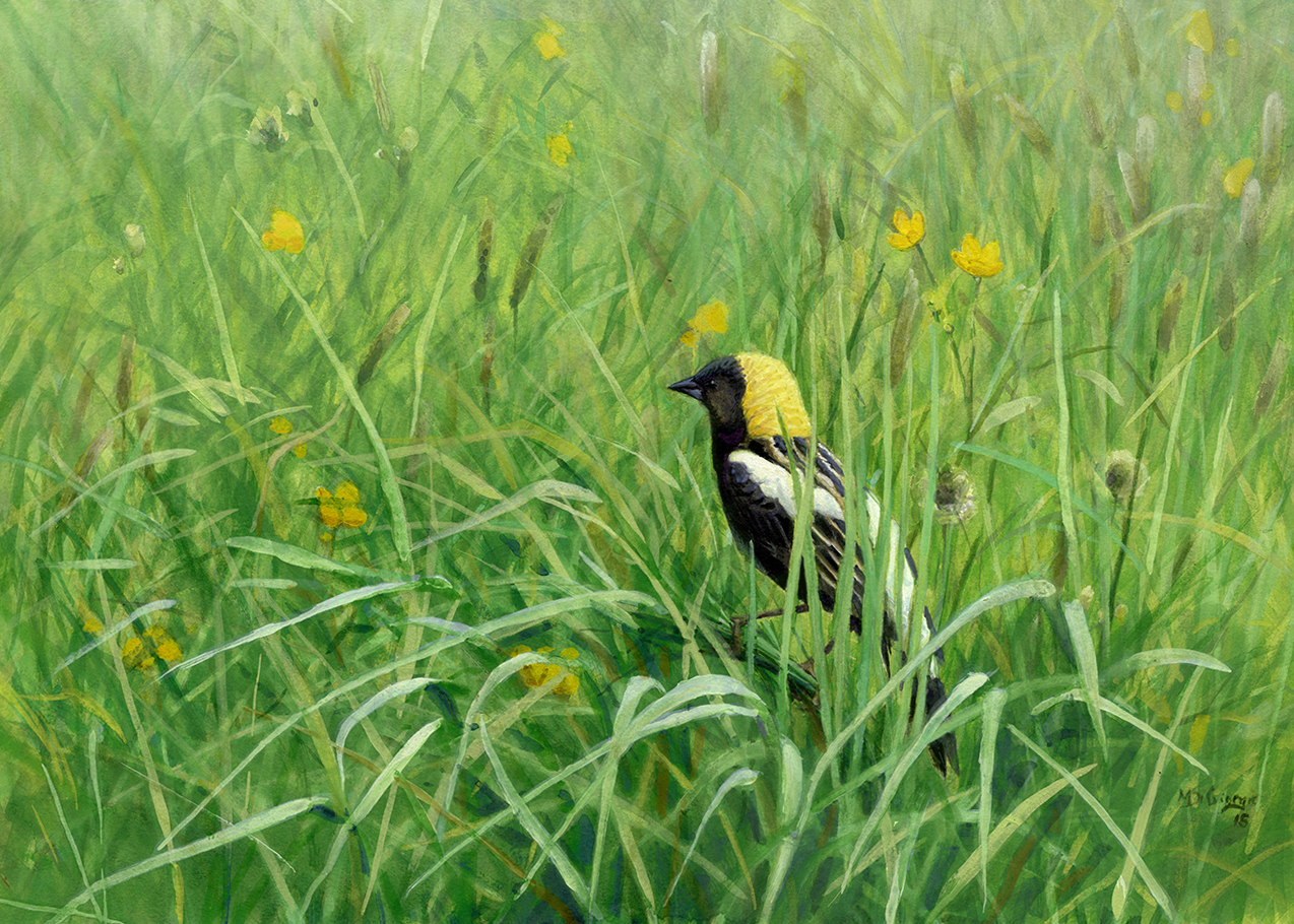 Bobolink